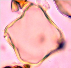 allophy aceto 3